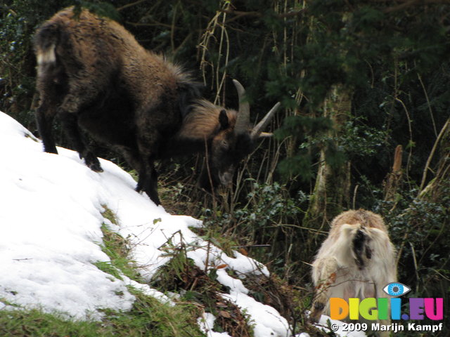 SX02754 Wild goats in snow at Glendalough